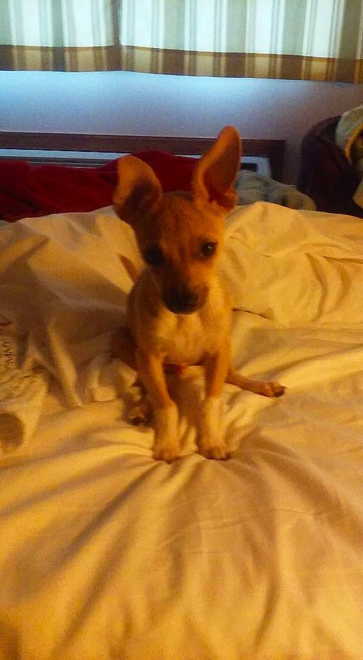 Bo Jones joined the competition — help win amazing prizes! bed, bed_sheet, brown, canidae, carnivore, chihuahua, comfort, companion_dog, dog, dog_breed, dog_supply, fawn, linens, liver, russkiy_toy, snout, sporting_group, tan, toy_dog, working_animal