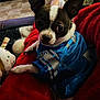 Duke joined the competition — help win amazing prizes! dog, small_dog, blue_jersey, red_blanket, indoor, living_room, cozy, soft_furniture, toy, white_socks, relaxing, pet, cute, curious, perky_ears, furry, companion, comfort, resting, couch