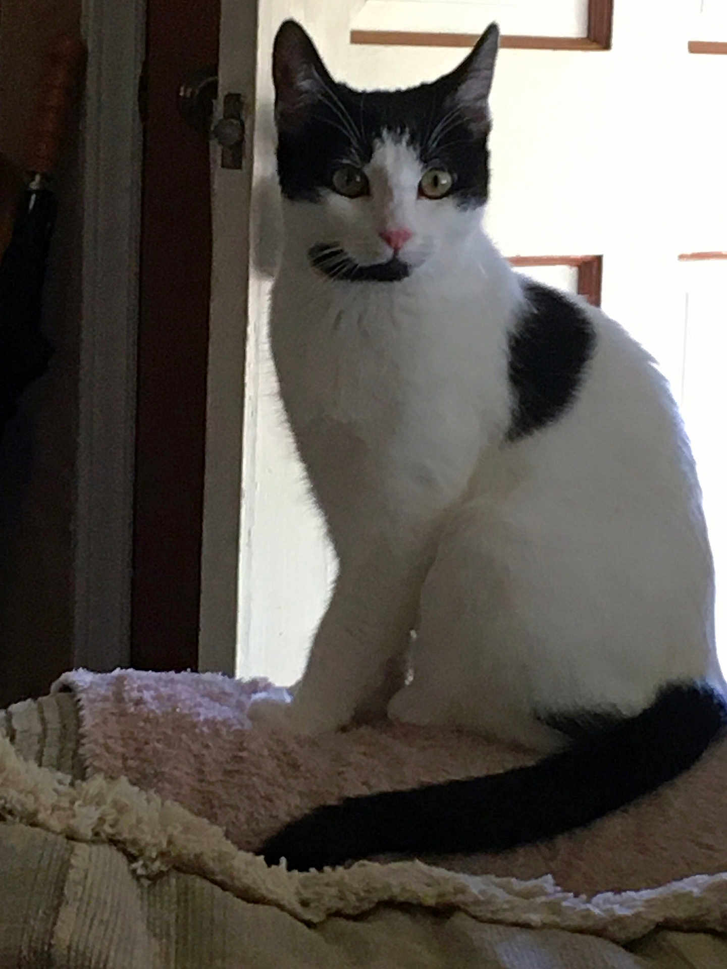 Mia