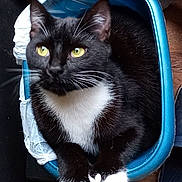 Bat-Cat joined the competition — help win amazing prizes! cat, tuxedo_cat, container, blue, yellow_eyes, indoor, pet, animal, fur, whiskers, paws, floor, slippers, household, black_and_white, domestic_cat, relaxed, close_up, portrait, resting