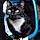 Bat-Cat