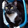 cat, tuxedo_cat, container, blue, yellow_eyes, indoor, pet, animal, fur, whiskers, paws, floor, slippers, household, black_and_white, domestic_cat, relaxed, close_up, portrait, resting