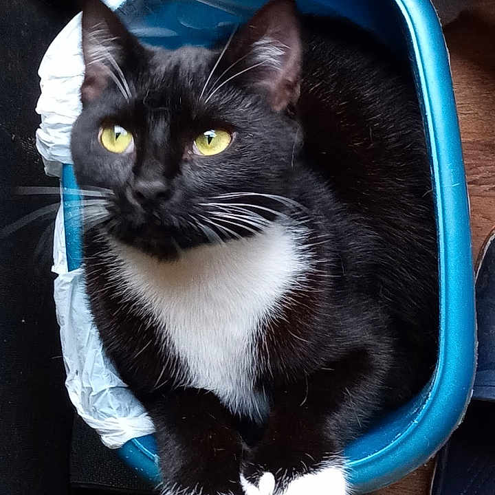 Bat-Cat joined the competition — help win amazing prizes! animal, black_and_white, blue, cat, close_up, container, domestic_cat, floor, fur, household, indoor, paws, pet, portrait, relaxed, resting, slippers, tuxedo_cat, whiskers, yellow_eyes