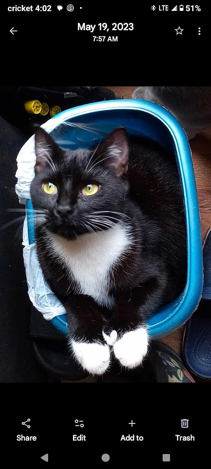 Bat-Cat joined the competition — help win amazing prizes! cat, tuxedo_cat, container, blue, yellow_eyes, indoor, pet, animal, fur, whiskers, paws, floor, slippers, household, black_and_white, domestic_cat, relaxed, close_up, portrait, resting