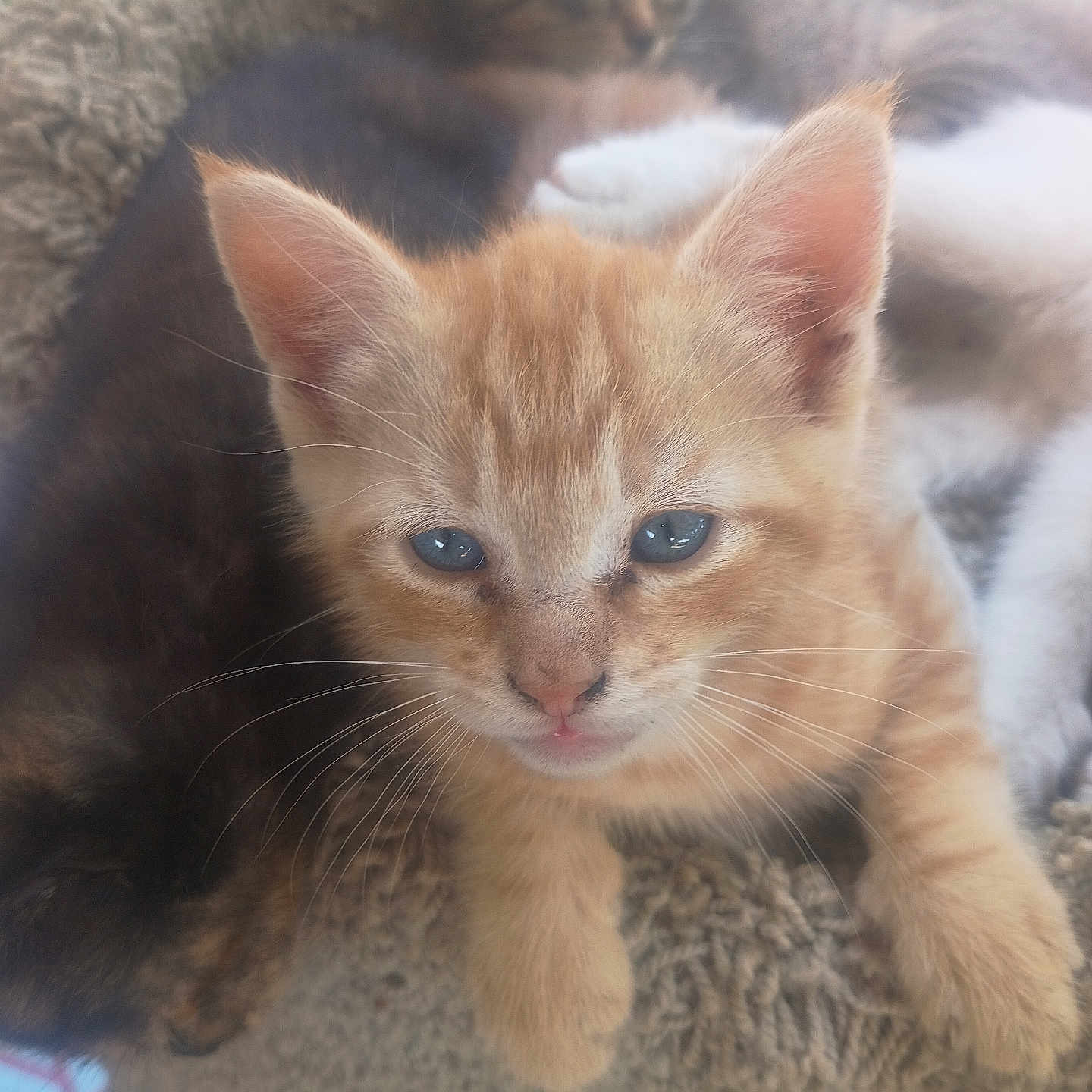 Orangie joined the competition — help win amazing prizes! kitten, cat, orange_cat, blue_eyes, feline, pet, cute, animal, fur, whiskers, close_up, sleeping, cozy, cat_tree, soft_focus, indoor, young, resting, playful, domestic_animal