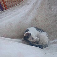 Cowboy is registered to the contest to win money with this photo: kitten, cat, animal, pet, blanket, soft_texture, polka_dot, orange_fence, curled_up, cute, small, young_animal, fur, resting, indoor, cozy, sleepy, whiskers, playful, curious