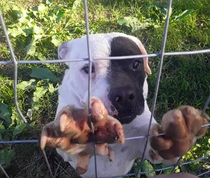 Mydland joined the competition — help win amazing prizes! carnivore, chain_link_fencing, collar, companion_dog, dog, dog_breed, dog_supply, fawn, fence, grass, home_fencing, mammal, mesh, pet_supply, plant, service, snout, terrestrial_animal, wire_fencing, working_animal