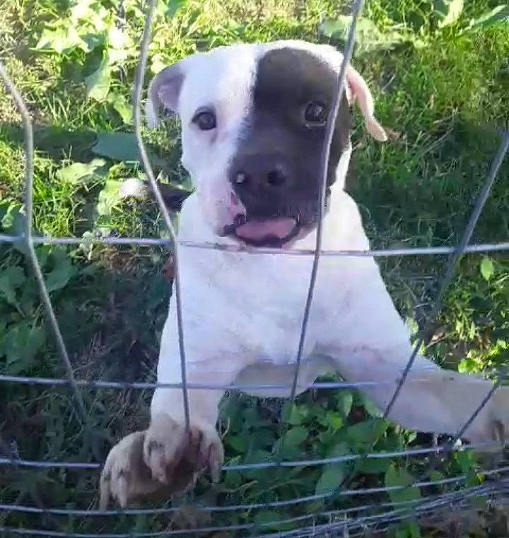 Mydland joined the competition — help win amazing prizes! carnivore, collar, companion_dog, dog, dog_breed, dog_collar, fawn, fence, grass, mammal, mesh, pet_supply, plant, snout, sporting_group, tail, vertebrate, whiskers, wire_fencing, working_animal