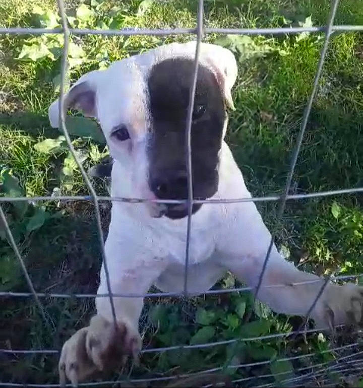 Mydland is registered to the contest to win money with this photo: canidae, carnivore, collar, companion_dog, dog, dog_breed, fence, goat, grass, livestock, mesh, pet_supply, plant, sheep, snout, sporting_group, terrestrial_animal, whiskers, wire_fencing, working_animal