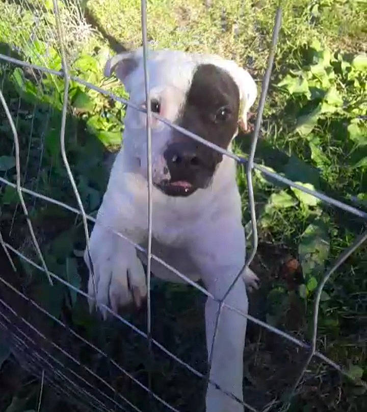 Mydland is registered to the contest to win money with this photo: ancient_dog_breeds, carnivore, collar, companion_dog, dog, dog_breed, dog_collar, fawn, fence, grass, home_fencing, metal, pet_supply, plant, snout, tail, terrestrial_animal, whiskers, wire_fencing, working_animal