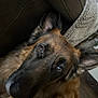 dog, german_shepherd, close_up, indoors, pet, brown_fur, black_fur, ears, eyes, couch, blanket, floor, wooden_floor, furniture, animal, domestic_animal, looking_at_camera, portrait, cozy, companion