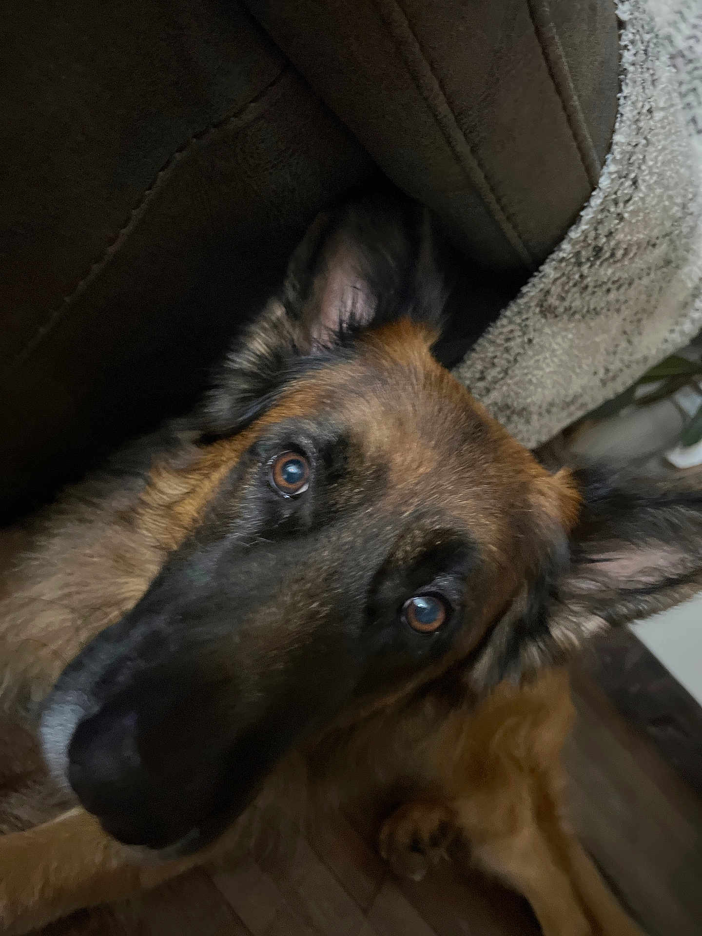Axle is registered to the contest to win money with this photo: dog, german_shepherd, close_up, indoors, pet, brown_fur, black_fur, ears, eyes, couch, blanket, floor, wooden_floor, furniture, animal, domestic_animal, looking_at_camera, portrait, cozy, companion