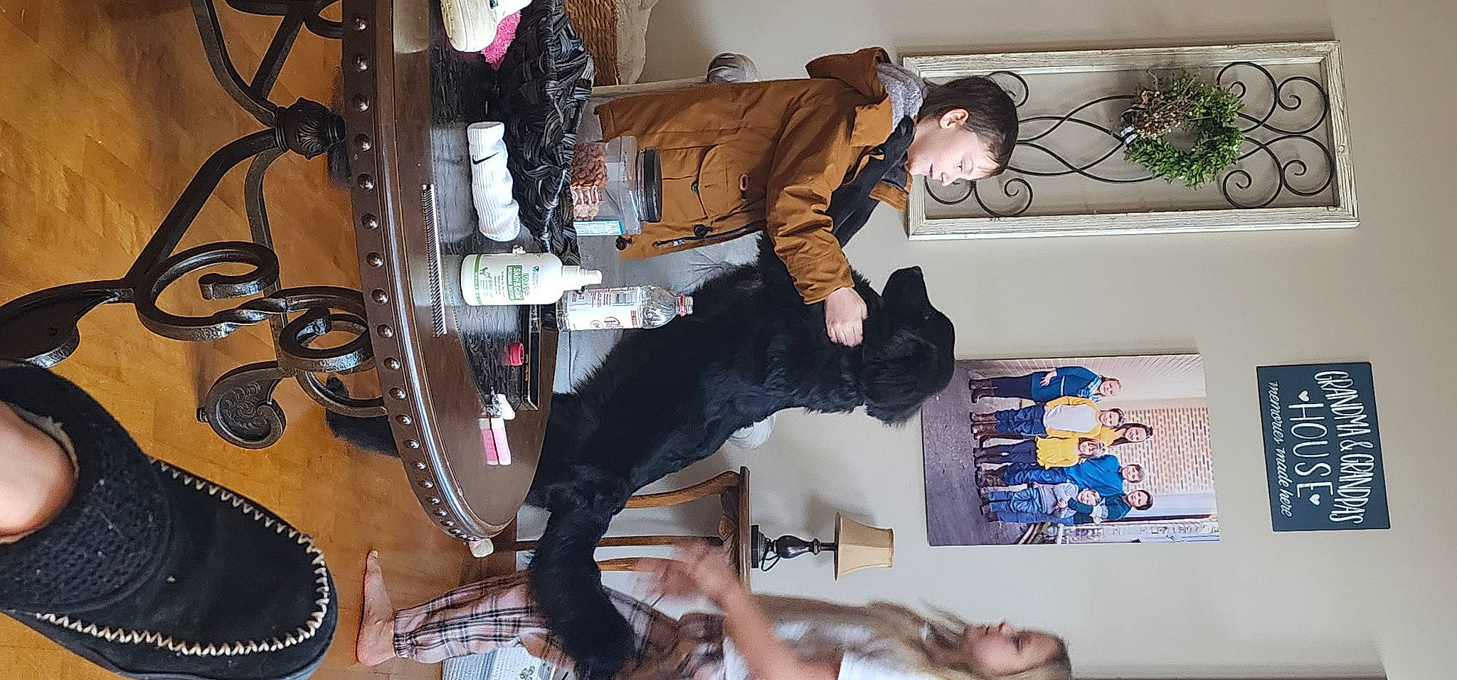 Boo Bear is registered to the contest to win money with this photo: boot, chair, companion_dog, costume, fashion_design, fun, fur, houseplant, knee, room, shelf, sitting, smile, sporting_group, thigh, tree