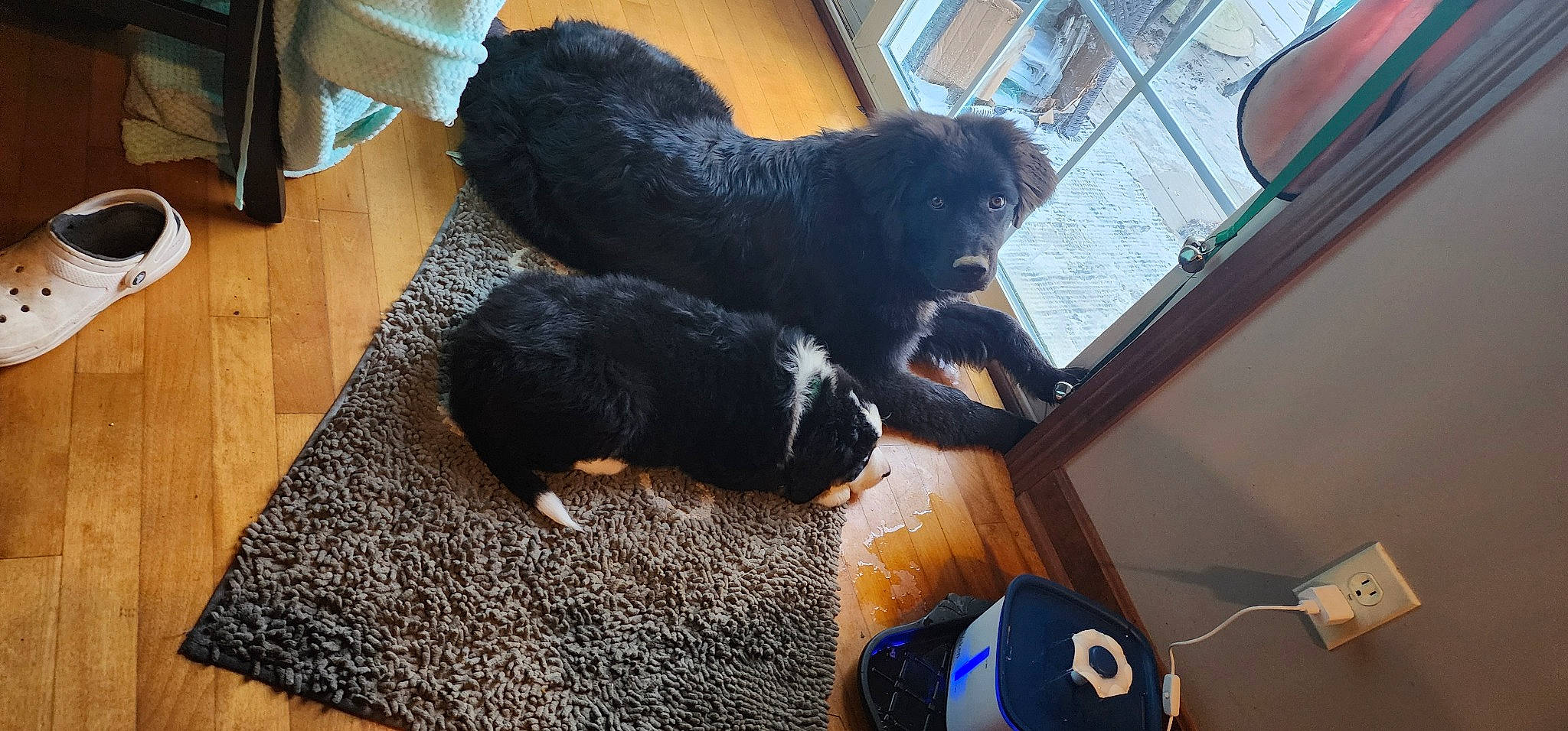 Boo Bear joined the competition — help win amazing prizes! black_cat, canidae, carnivore, claw, companion_dog, dog, dog_breed, floor, flooring, fur, hardwood, liver, small_to_medium_sized_cats, snout, sporting_group, tail, toy, window, wood, working_animal