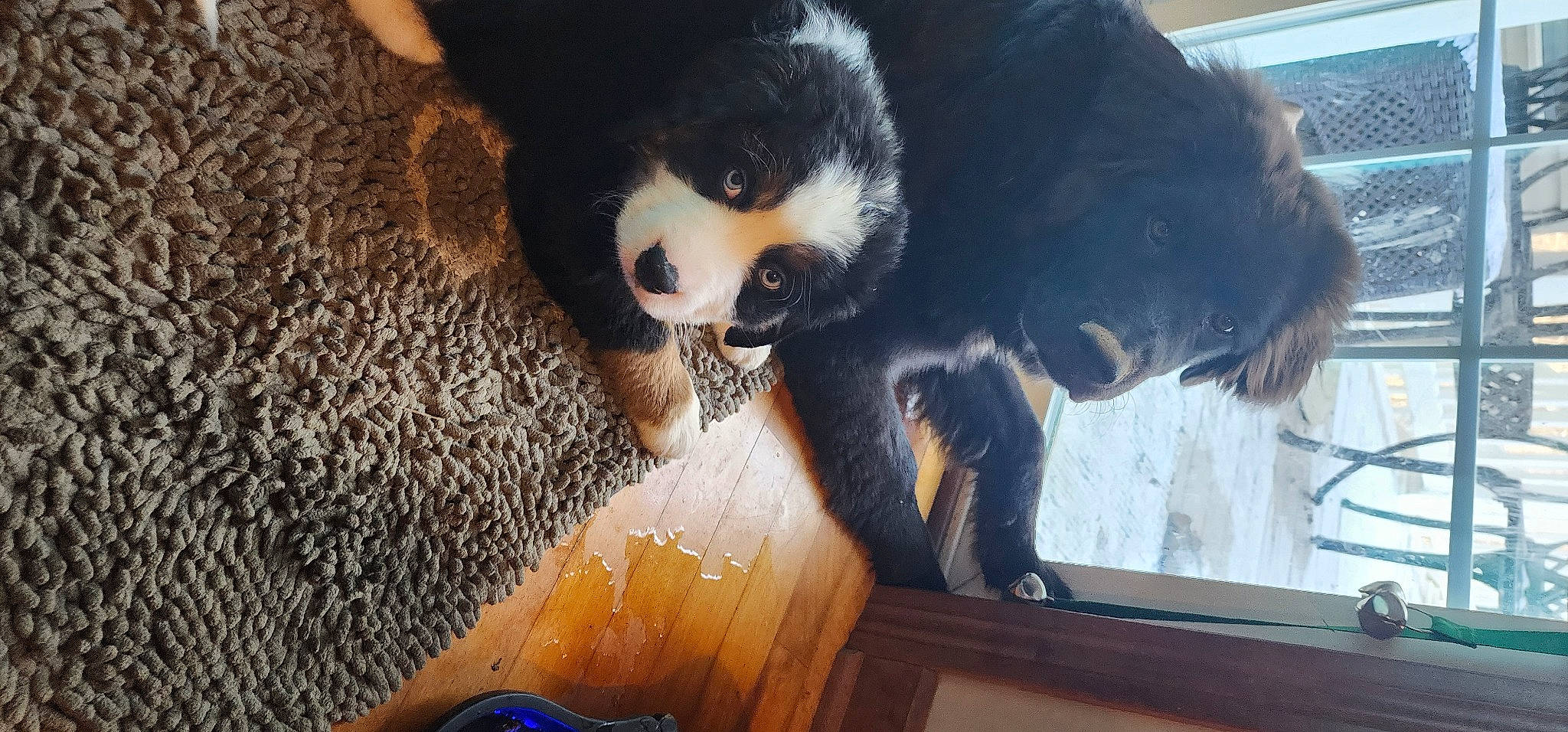 Boo Bear joined the competition — help win amazing prizes! canidae, carnivore, companion_dog, dog_breed, felidae, flooring, fur, hardwood, panda, paw, small_to_medium_sized_cats, snout, sporting_group, tail, terrestrial_animal, tree, whiskers, wildlife, window, wood