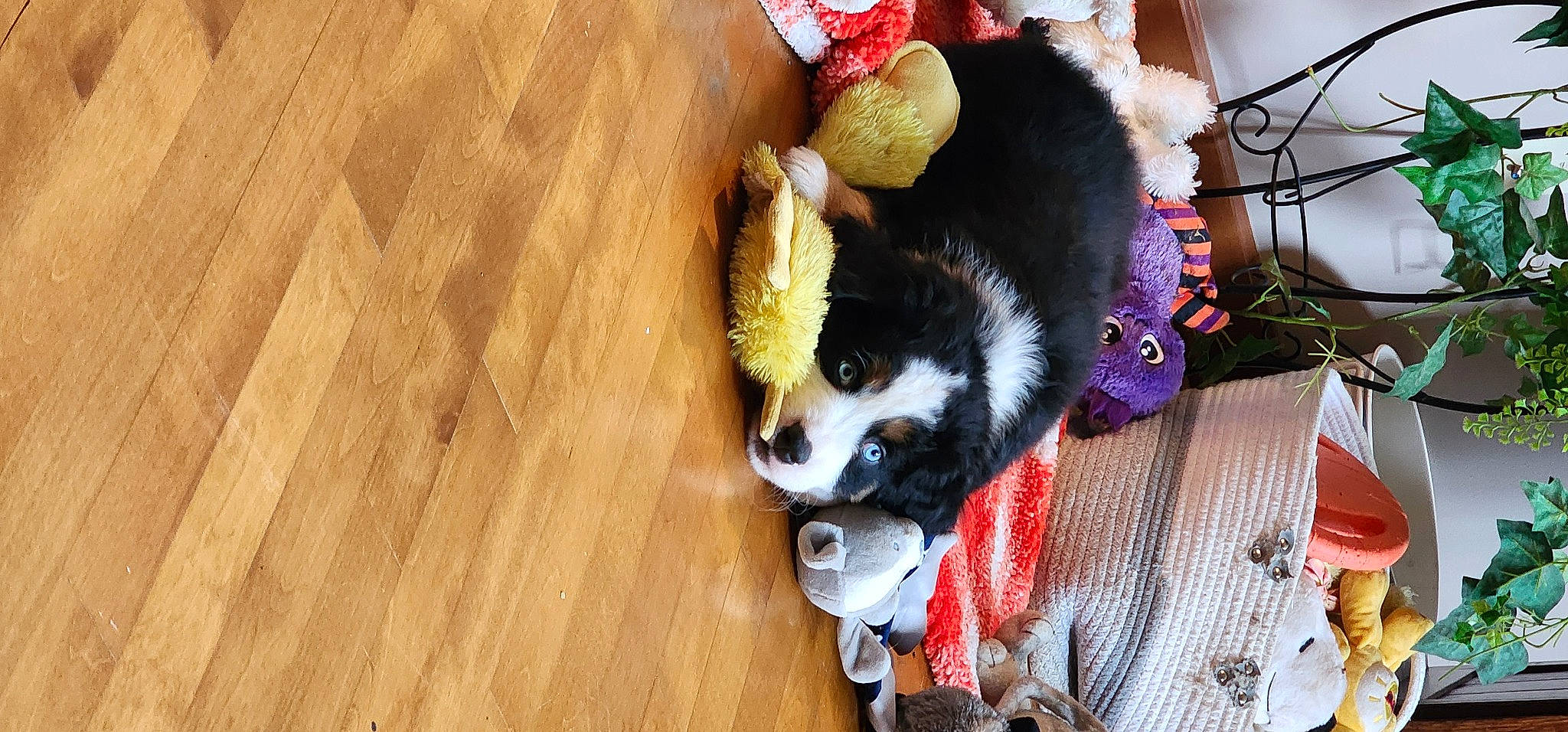 Hoss joined the competition — help win amazing prizes! carnivore, companion_dog, dog, dog_breed, dog_supply, fawn, flooring, fur, hardwood, pet_supply, plank, snout, tail, terrestrial_animal, toy, toy_dog, varnish, wood, wood_stain, working_animal