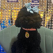 Zoe is registered to the contest to win money with this photo: birthday, birthday_decorations, black_dog, blue_bow, bow, celebration, chair, collar, curly_fur, decorated_background, dog, fluffy, indoor, party, pet, pet_tag, pink_collar, portrait, sitting, tenth_birthday