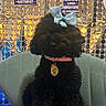 birthday, birthday_decorations, black_dog, blue_bow, bow, celebration, chair, collar, curly_fur, decorated_background, dog, fluffy, indoor, party, pet, pet_tag, pink_collar, portrait, sitting, tenth_birthday