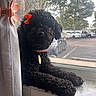 Zoe joined the competition — help win amazing prizes! animal, black_dog, cars, collar_tag, curly_fur, curtain, dog, fluffy, indoors, long_legs, natural_light, outdoor_view, parking_lot, pet, pink_collar, portrait, red_bow, sitting, window, windowsill
