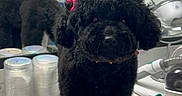 Zoe is registered to the contest to win money with this photo: animal, bathroom, black_dog, countertop, curly_fur, cute, dog, dogs, fluffy, grooming, grooming_tools, indoor, mirror, pet, poodle, portrait, reflection, scissors, sink, standing