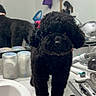animal, bathroom, black_dog, countertop, curly_fur, cute, dog, dogs, fluffy, grooming, grooming_tools, indoor, mirror, pet, poodle, portrait, reflection, scissors, sink, standing