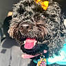 Zoe joined the competition — help win amazing prizes! black_dog, bow, close_up, collar, curly_fur, cute, dog, fluffy, happy, heart_tag, indoor, leash, looking_at_camera, nose, open_mouth, orange_bow, pet, portrait, tongue_out, turquoise_clothing