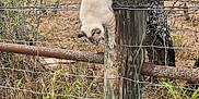 Kitty Kitty joined the competition — help win amazing prizes! adventure, animal, balancing, brown, cat, climbing, curious, daylight, fall, fence, grass, gray, nature, outdoor, pet, rustic, tree, wild, wire_fence, wooden_post