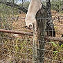 Kitty Kitty joined the competition — help win amazing prizes! cat, fence, wooden_post, wire_fence, outdoor, animal, nature, grass, tree, curious, climbing, brown, gray, rustic, wild, daylight, adventure, pet, balancing, fall