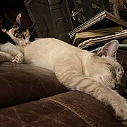 Kitty Kitty is registered to the contest to win money with this photo: cat, sleeping, calico_cat, cream_cat, couch, leather, indoor, cozy, pets, resting, feline, close_up, domestic_cat, book, fabric, relaxation, animal, home, cute, nap