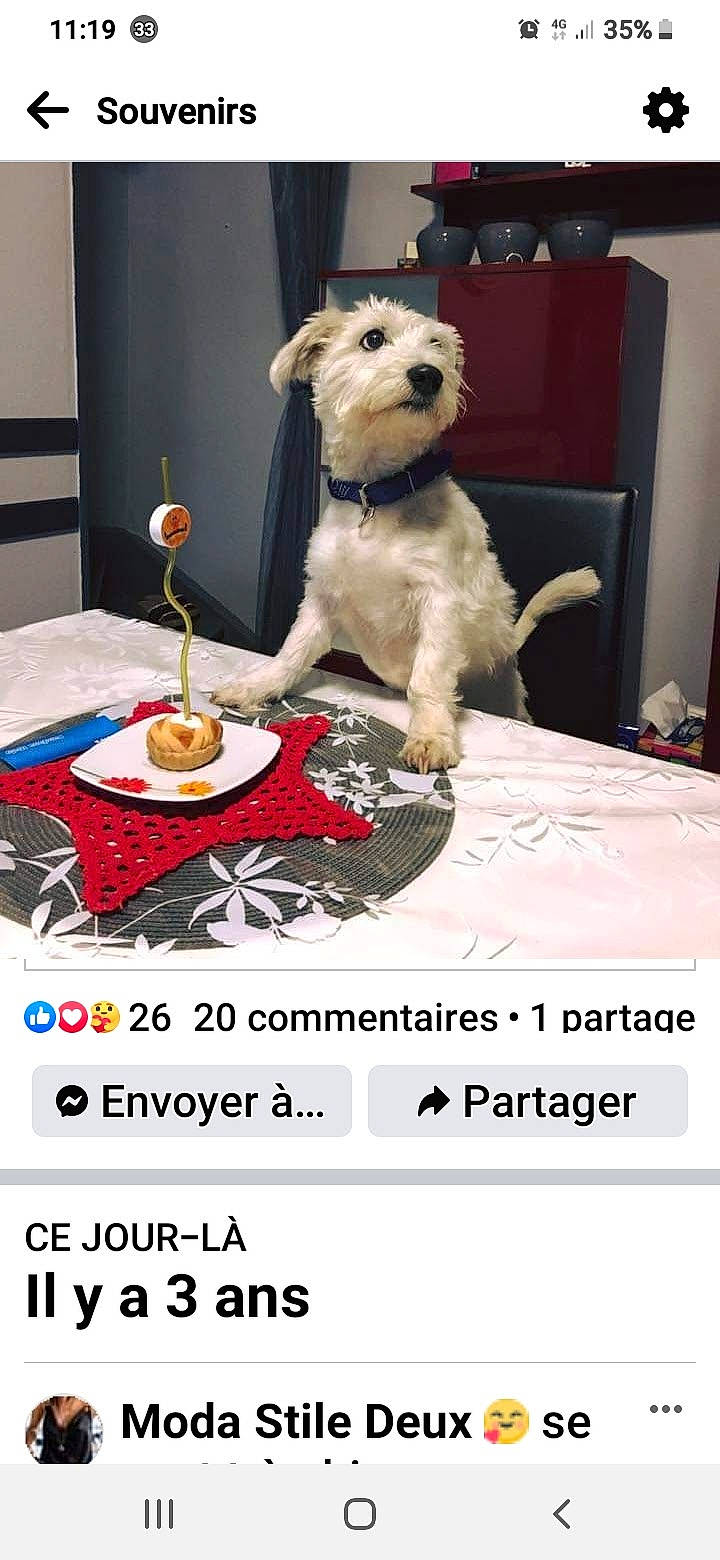 Peppino participe au concours pour gagner de l'argent avec cette photo : bowl, canidae, carnivore, companion_dog, dog, dog_breed, dog_clothes, dog_supply, event, fast_food, font, fur, linens, photo_caption, small_terrier, sporting_group, stuffed_toy, terrier, toy, toy_dog