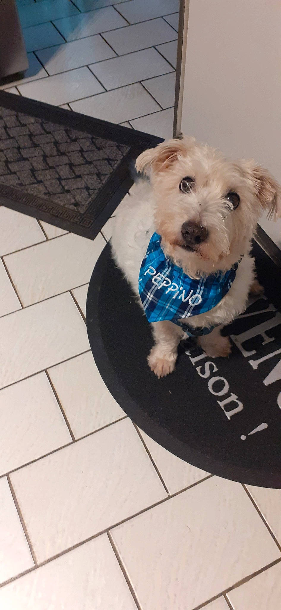 Peppino participe au concours pour gagner de l'argent avec cette photo : canidae, carnivore, companion_dog, dog, dog_breed, dog_clothes, dog_supply, flooring, non_sporting_group, pet_supply, puppy, small_terrier, sporting_group, terrier, toy_dog