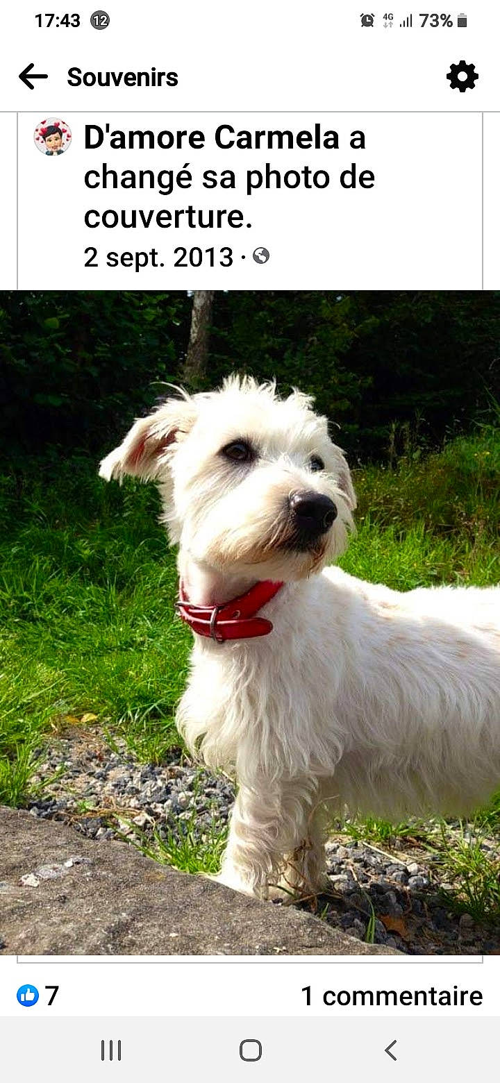 Peppino participe au concours pour gagner de l'argent avec cette photo : canidae, carnivore, collar, companion_dog, dog, dog_breed, dog_collar, dog_supply, grass, labradoodle, leash, plant, poodle_crossbreed, small_terrier, sporting_group, tail, terrier, toy_dog, water_dog, working_animal