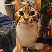 Coockie participe au concours pour gagner de l'argent avec cette photo : blurred_background, brown_tabby, cat, close_range, close_up, cozy_home, curiosity, curious, domestic_animal, feline, front_paws, furniture, household_items, indoor, pet, plants, table, whiskers, white_chest, wide_eyes