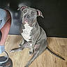 dog, pit_bull, sitting, indoor, wooden_floor, pet, animal, gray_dog, white_patch, looking_up, cute, companion, relaxed, floor, paw, tail, human_leg, stool, casual, cozy