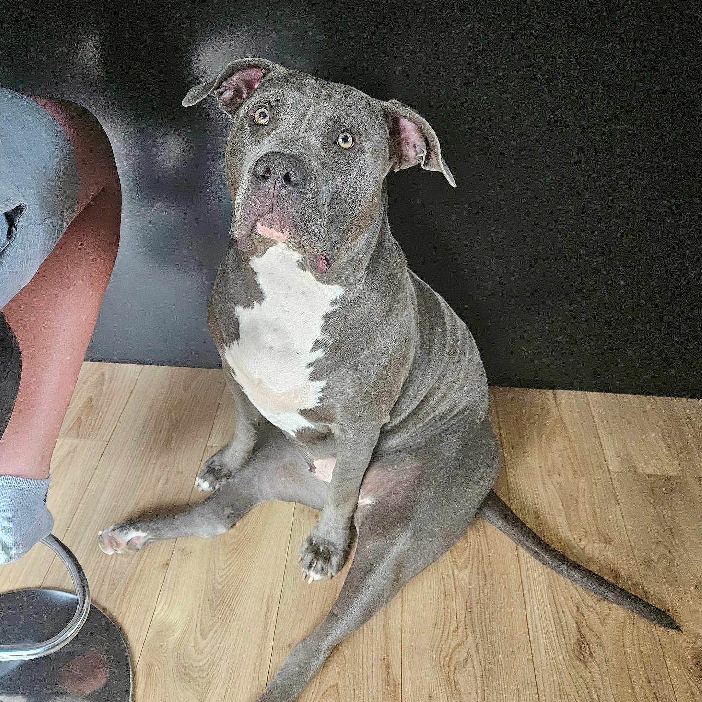 Maya a rejoint le concours — aidez-le/la à gagner de superbes lots ! dog, pit_bull, sitting, indoor, wooden_floor, pet, animal, gray_dog, white_patch, looking_up, cute, companion, relaxed, floor, paw, tail, human_leg, stool, casual, cozy
