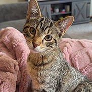 Ellie is registered to the contest to win money with this photo: animal, cat, cozy, curious, cute, domestic, ears, eyes, feline, fur, indoor, kitten, living_room, looking, pet, pink_blanket, soft, tabby, whiskers, young