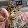 animal, cat, cozy, curious, cute, domestic, ears, eyes, feline, fur, indoor, kitten, living_room, looking, pet, pink_blanket, soft, tabby, whiskers, young