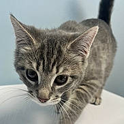 Lilly is registered to the contest to win money with this photo: cat, kitten, gray_tabby, whiskers, curious, close_up, pet, animal, feline, indoor, young_cat, walking, cute, tabby_stripes, ears, face, paws, tail, soft_light, background