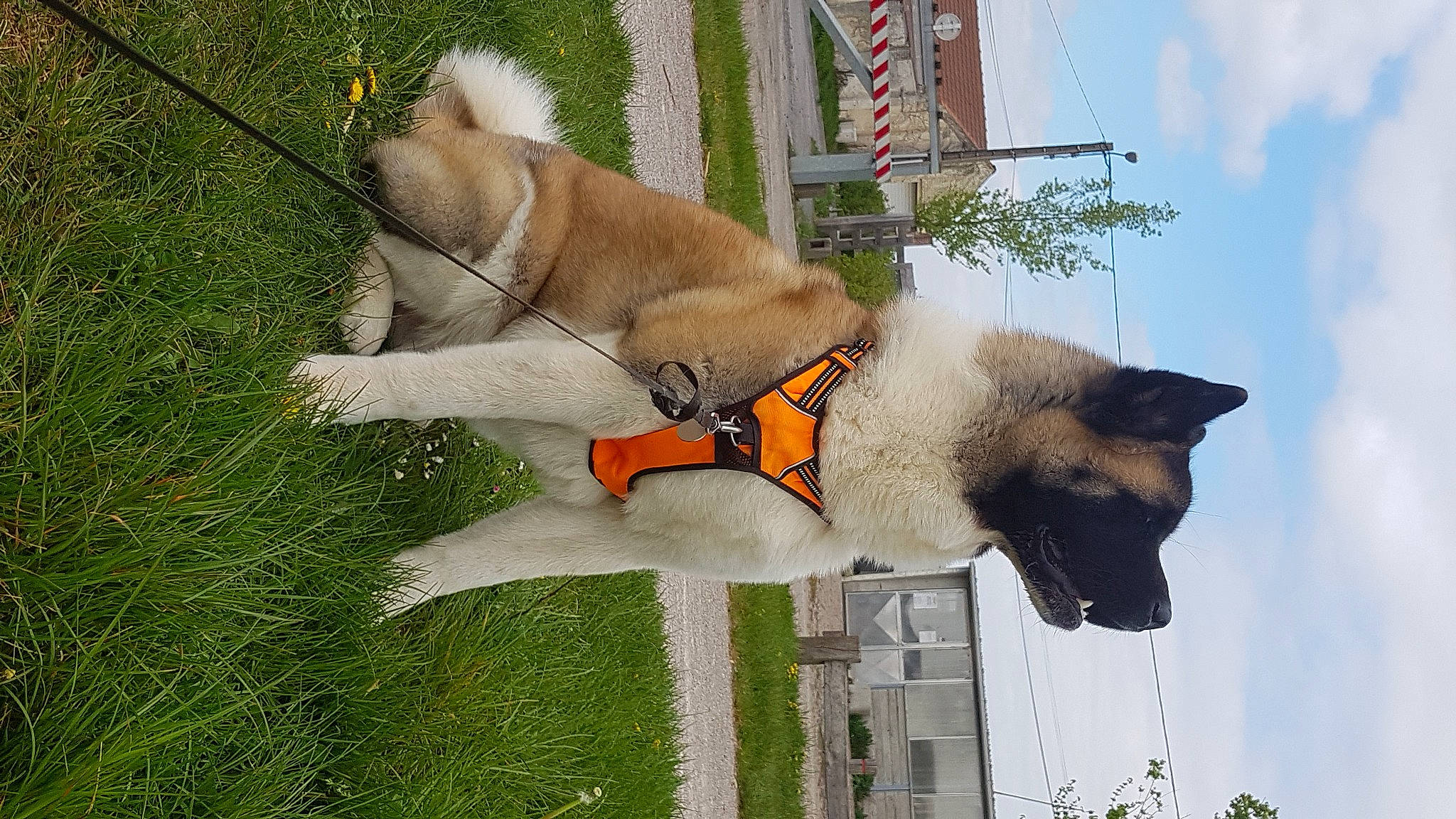 Olaf Optimus Pride a rejoint le concours — aidez-le/la à gagner de superbes lots ! akita, akita_inu, ancient_dog_breeds, black_norwegian_elkhound, canidae, carnivore, dog, dog_breed, eurasier, fawn, greenland_dog, mammal, norwegian_buhund, norwegian_elkhound, thai_bangkaew_dog, vertebrate, working_dog