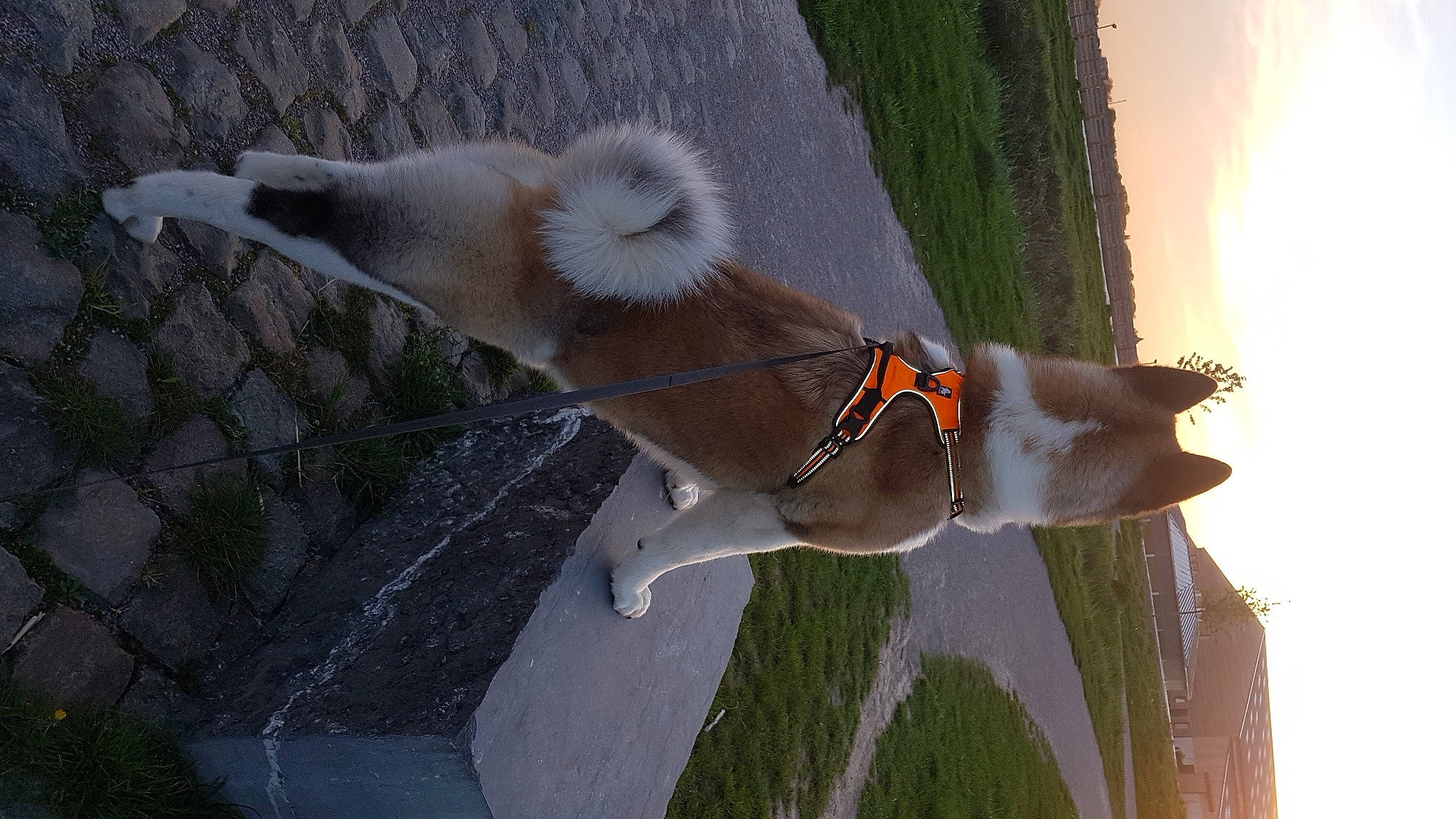 Olaf Optimus Pride participe au concours pour gagner de l'argent avec cette photo : akita, akita_inu, canidae, carnivore, dog, dog_breed, fawn, mammal, non_sporting_group, norwegian_buhund, shiba_inu, sporting_group, tail