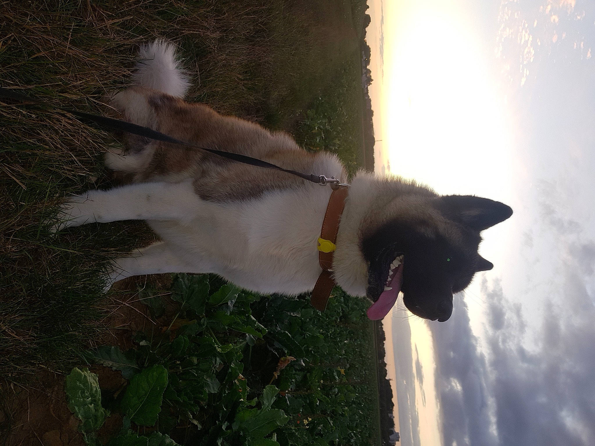 Olaf Optimus Pride a rejoint le concours — aidez-le/la à gagner de superbes lots ! akita, balinese, carnivore, cat, dog_breed, fawn, felidae, small_to_medium_sized_cats, tail, whiskers