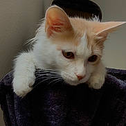 Apollo participe au concours pour gagner de l'argent avec cette photo : cat, cream, white, fluffy, paws, face, ears, whiskers, curious, soft, indoor, feline, pet, animal, closeup, looking, resting, furniture, cozy, portrait