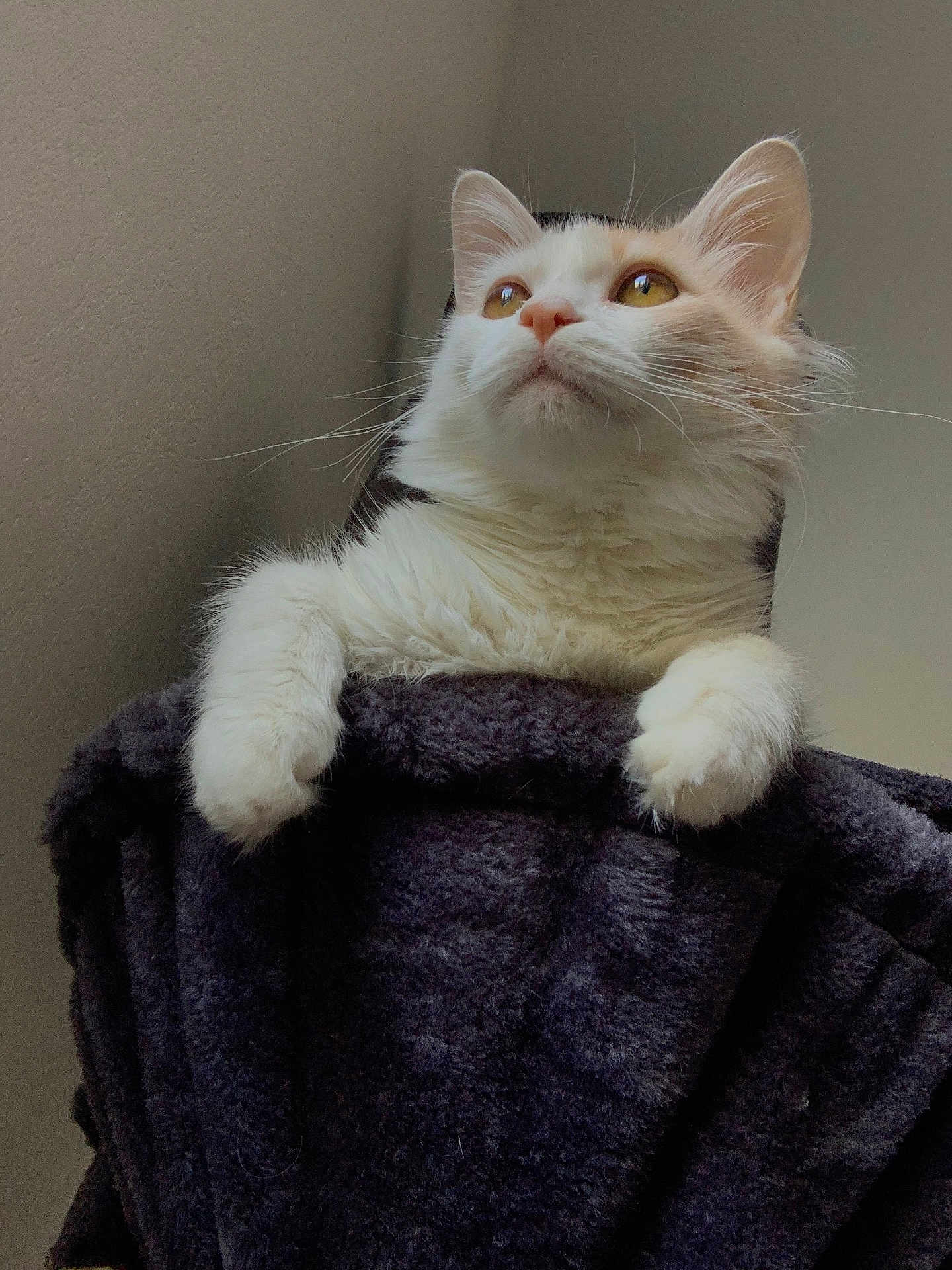 Apollo participe au concours pour gagner de l'argent avec cette photo : cat, white_cat, fluffy, pet, animal, indoor, blanket, cozy, fur, whiskers, ears, paws, looking_up, golden_eyes, cute, domestic_cat, feline, soft_texture, resting, curious