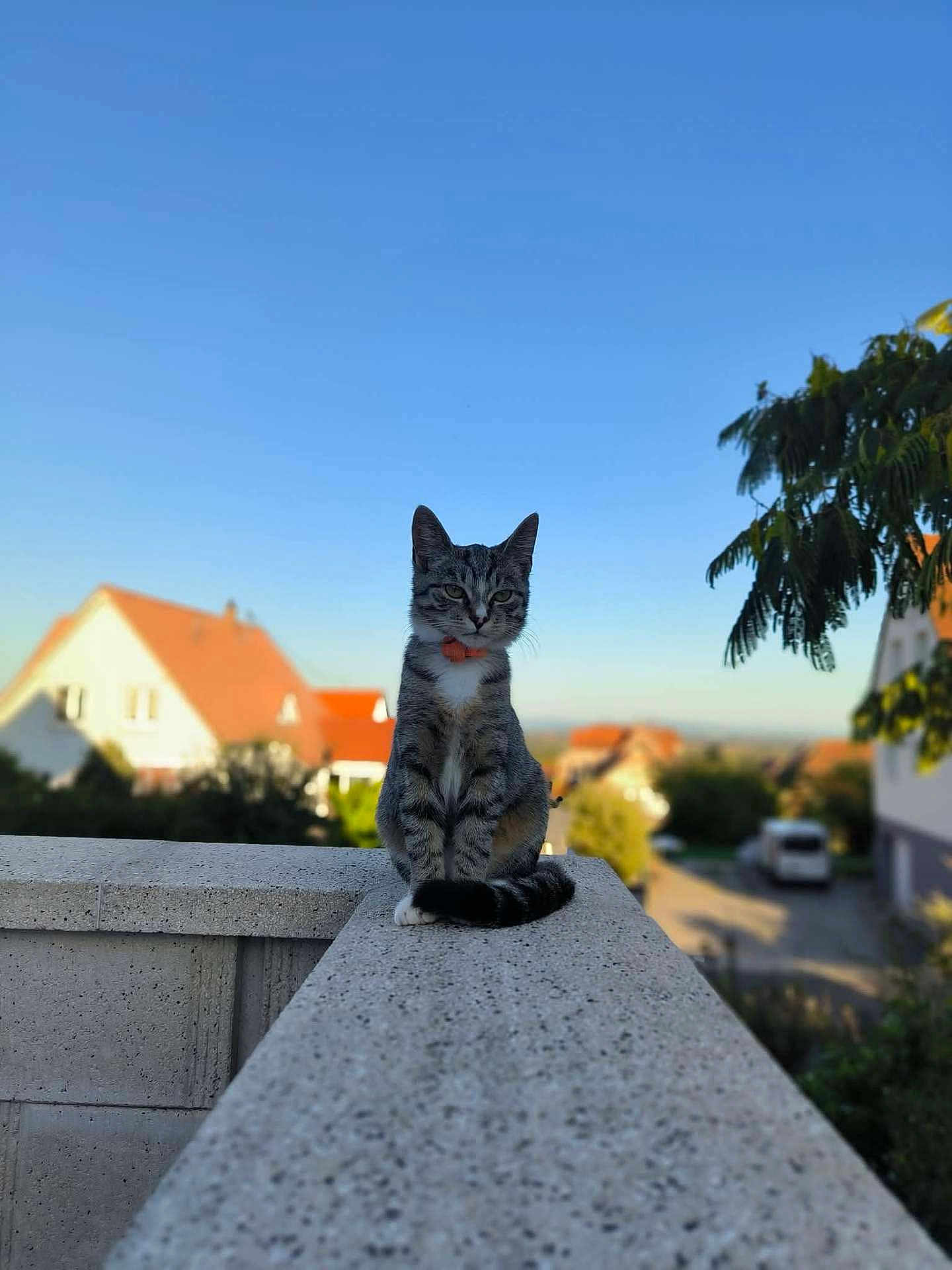Moka a rejoint le concours — aidez-le/la à gagner de superbes lots ! cat, tabby, collar, concrete, ledges, outdoor, daytime, sky, tree, house, suburban, blurred_background, pet, animal, sitting, fur, whiskers, tail, nature, calm