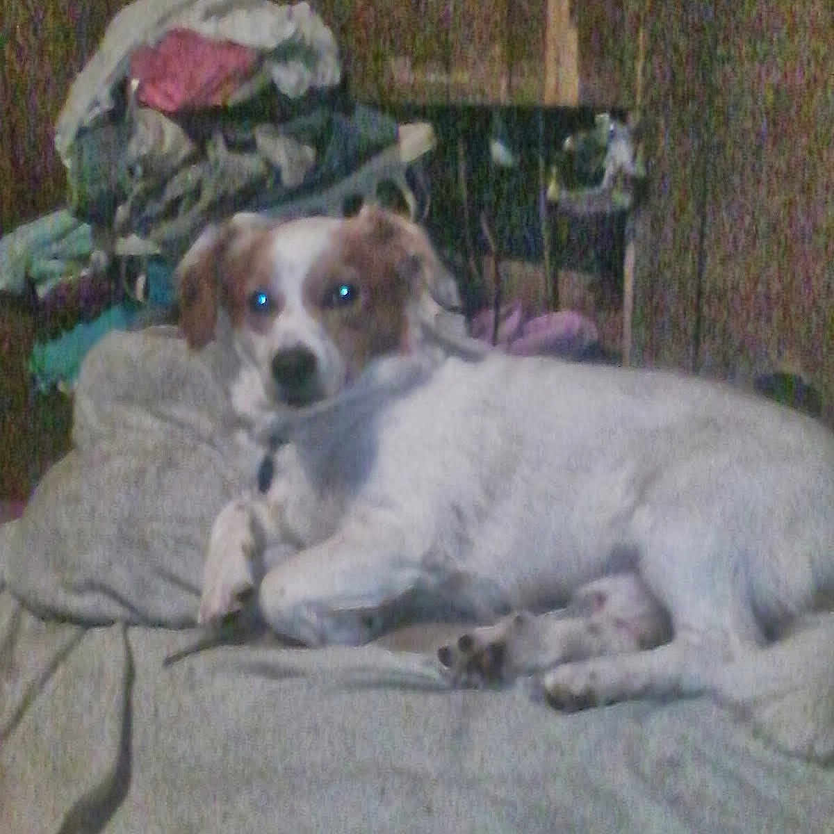 Bighead is registered to the contest to win money with this photo: animal, ball, blanket, canine, chihuahua, cockerspaniel, couch, dog, furniture, homedecor, hound, indoors, laundry, linen, person, pet, puppy, sport, tennis, tennisball