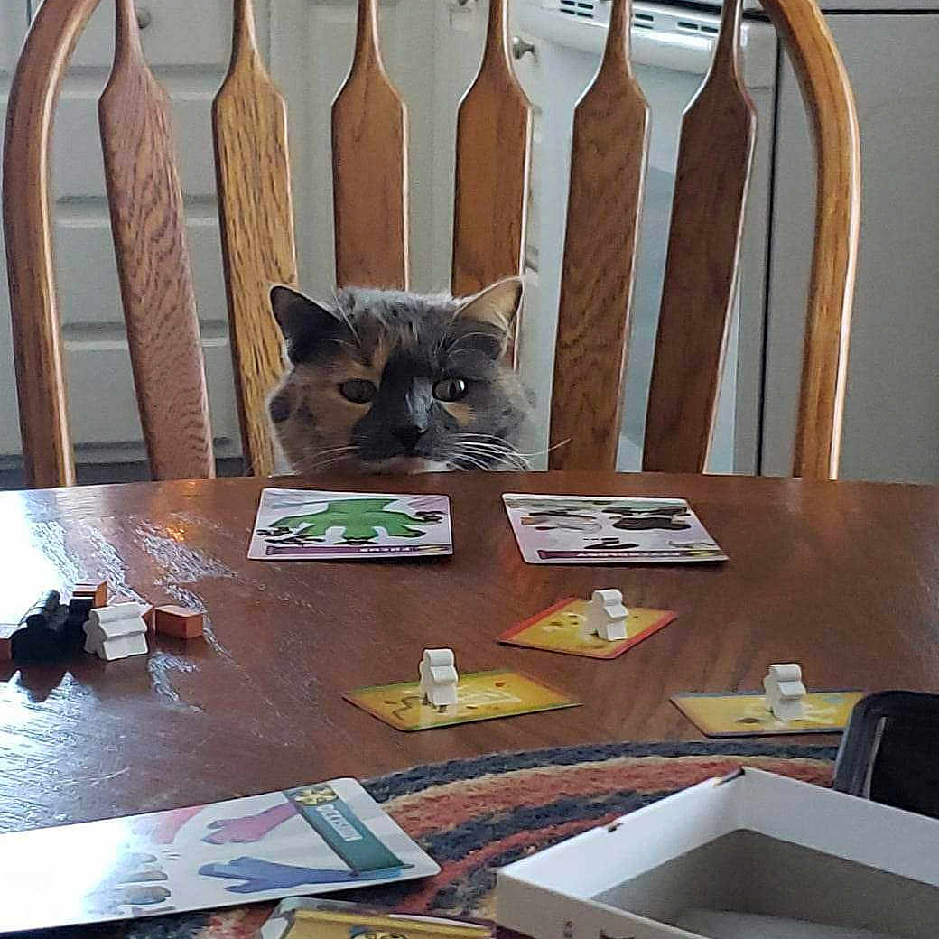 Meows