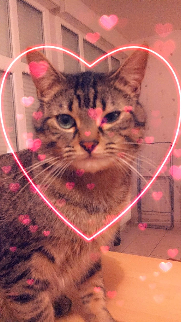 Symba participe au concours pour gagner de l'argent avec cette photo : asian, bengal, california_spangled, carnivore, cat, domestic_short_haired_cat, dragon_li, egyptian_mau, european_shorthair, felidae, kitten, mammal, ocicat, pink, pixie_bob, small_to_medium_sized_cats, snout, tabby_cat, toyger, whiskers