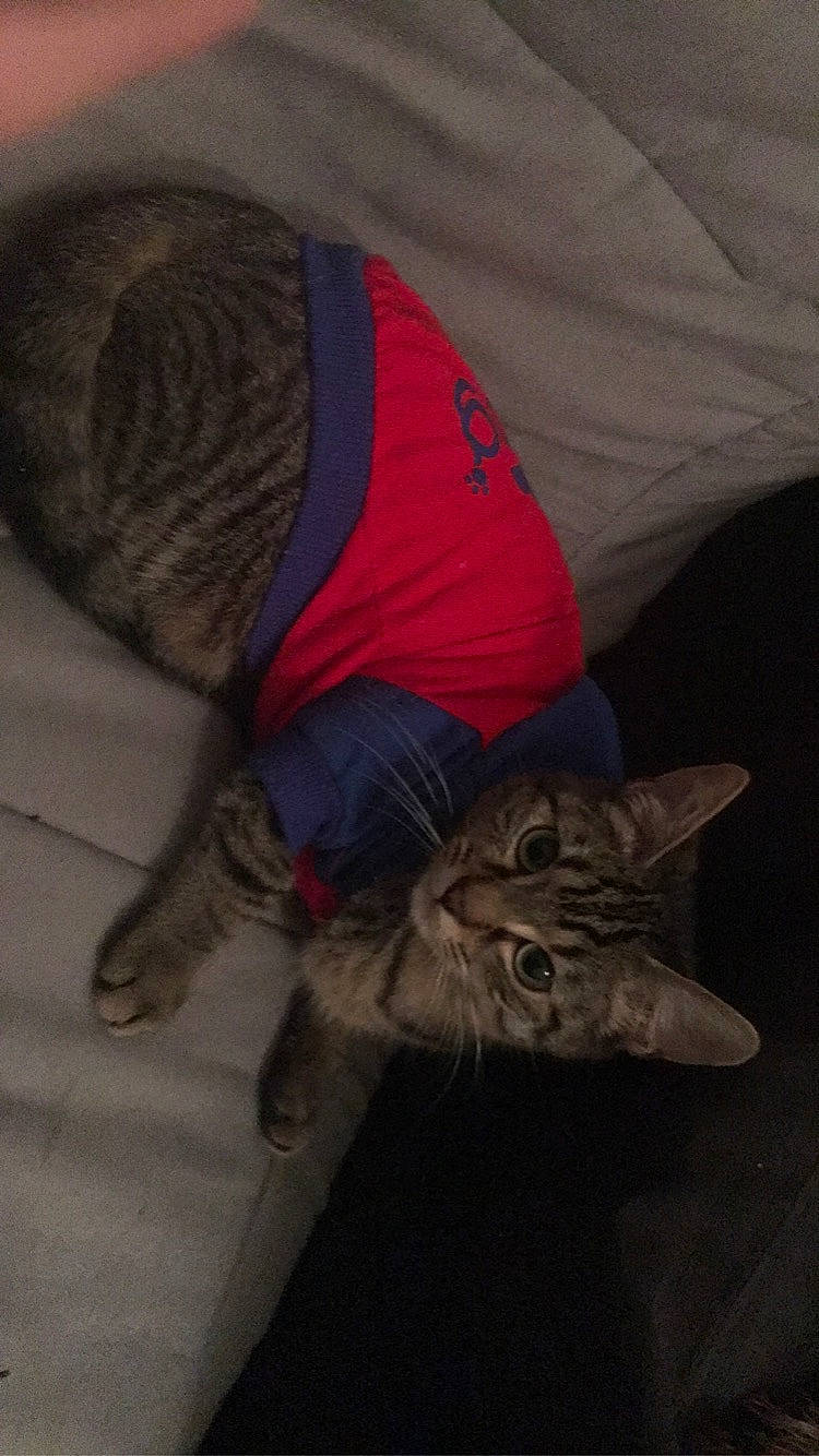 Symba a rejoint le concours — aidez-le/la à gagner de superbes lots ! carnivore, cat, domestic_short_haired_cat, dragon_li, european_shorthair, felidae, kitten, pixie_bob, small_to_medium_sized_cats, tabby_cat, whiskers