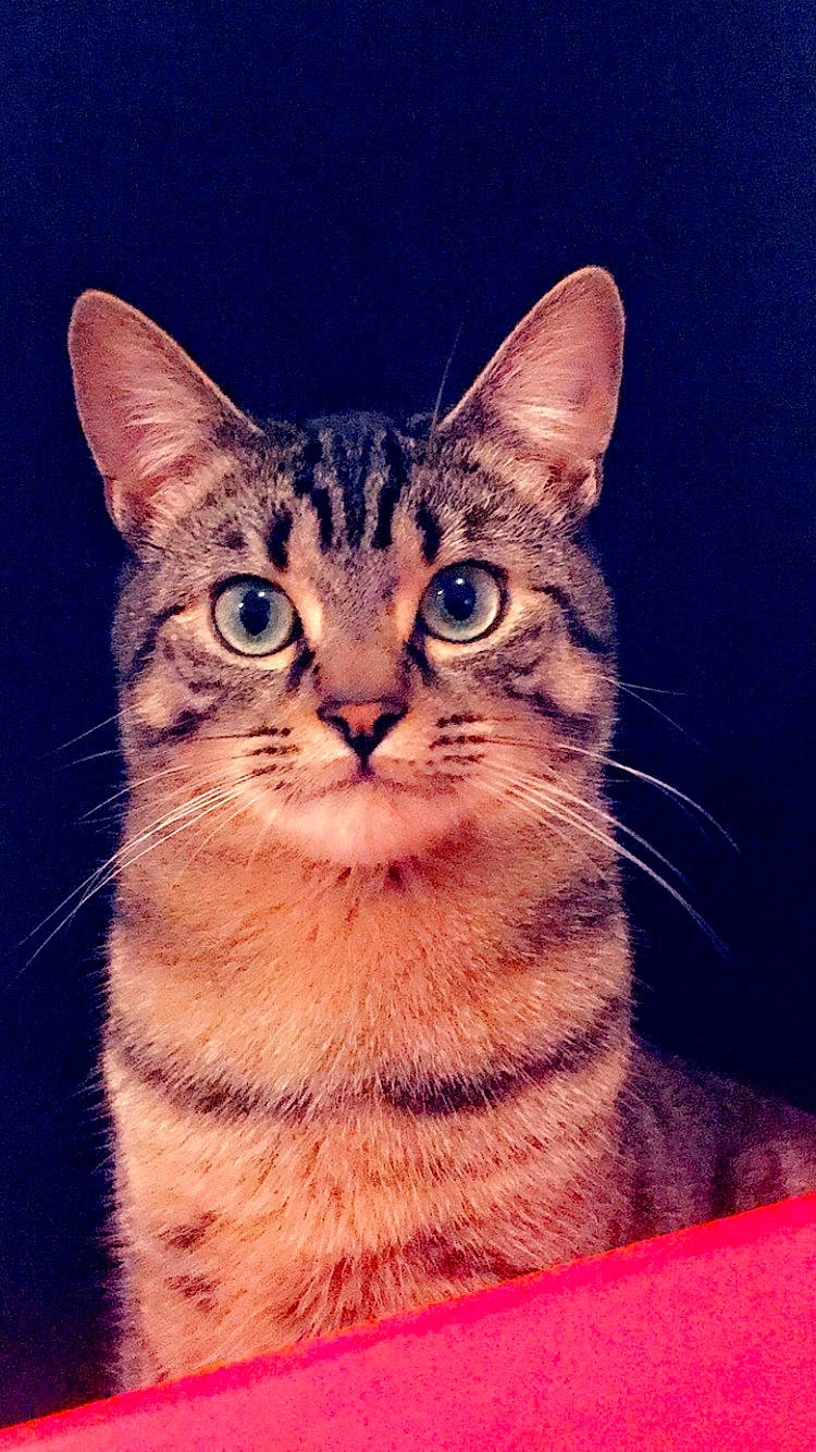 Symba a rejoint le concours — aidez-le/la à gagner de superbes lots ! aegean_cat, american_shorthair, american_wirehair, asian, australian_mist, california_spangled, carnivore, cat, domestic_short_haired_cat, dragon_li, egyptian_mau, european_shorthair, felidae, mammal, ocicat, small_to_medium_sized_cats, tabby_cat, toyger, vertebrate, whiskers