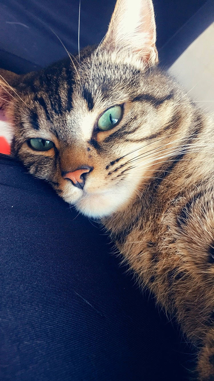 Symba participe au concours pour gagner de l'argent avec cette photo : aegean_cat, american_shorthair, american_wirehair, asian, california_spangled, carnivore, cat, close_up, domestic_short_haired_cat, dragon_li, european_shorthair, eye, felidae, mammal, nose, pixie_bob, small_to_medium_sized_cats, snout, tabby_cat, whiskers